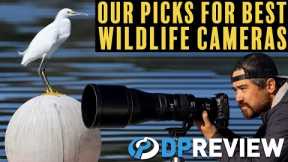 The best cameras for wildlife photography (at 3 budgets)