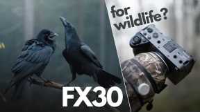 FX30 for Wildlife Photography - Is it worth it?