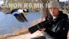 WILDLIFE PHOTOGRAPHY With The CANON R6 MK II & 800 F11: Initial Impressions & SURPRISING FEATURE