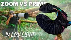 EXTREME LOW LIGHT Photography | Birds of Paradise in the dark forest