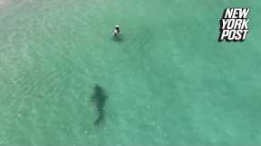 Tiger shark charges unsuspecting swimmer in chilling drone video | New York Post