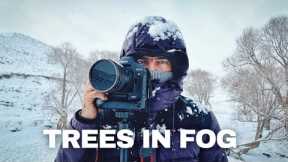 Foggy Trees Photography Tips And Tricks - Landscape Photography