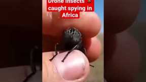 Drone insects caught spying in Africa. Is it true?#shorts