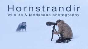 I Got to Shoot Wildlife & Landscape Photography in Hornstrandir Nature Reserve
