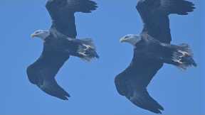 SWFL Eagles-M15 Delivers A Fish To The Eaglets! Aerial Maneuvers! #eagle #baldeagle #m15 #trsp #swfl