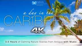 A Day in the Caribbean 4K 3.5 HR Nature Relaxation™ Ambient Film + Calming Music