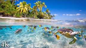 11 HOURS Stunning 4K Underwater footage + Music | Tahiti Reef Relaxation  Ambient Nature Film