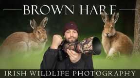 Amazing Morning ** Irish Wildlife Photography - Brown Hare