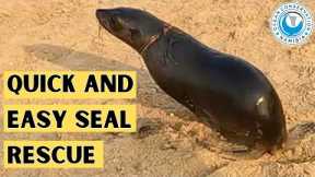 Quick and Easy Seal Rescue