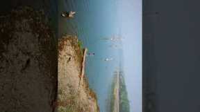 Lake Drone Shot #shorts #drone #photography #animalsong #viralvideo #trending #love