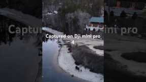 The Majestic Swim of Loons: A Drone's Eye View #shorts